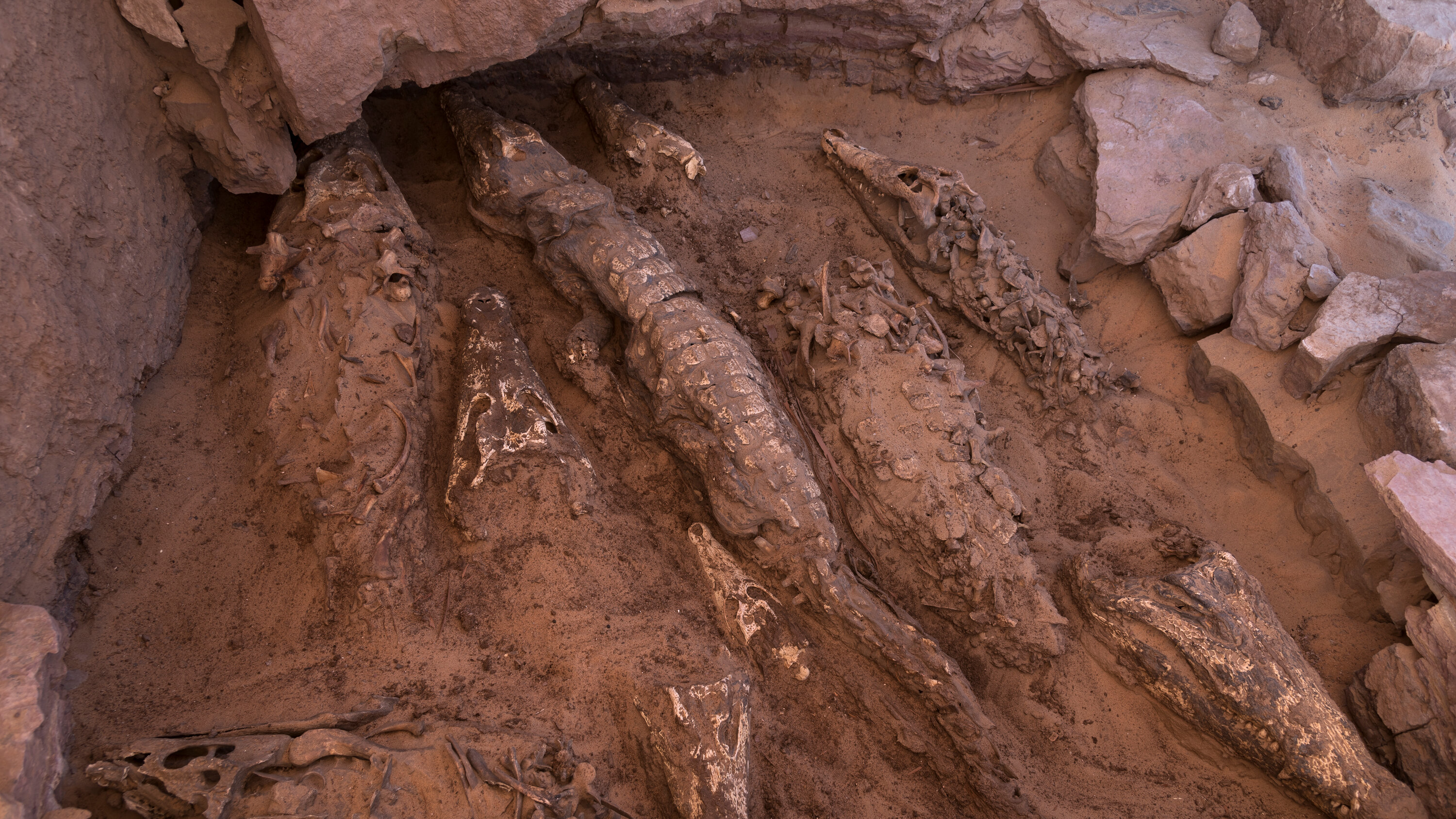 مضلل: لم يتم العثور على آثار تماسيح مُحنطة بمدينة سبها
