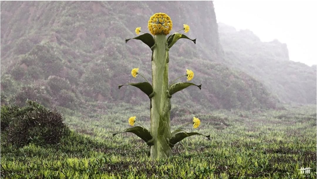 مضلل: لا صحة لعودة ظهور نبات السلفيوم في الشرق الليبي